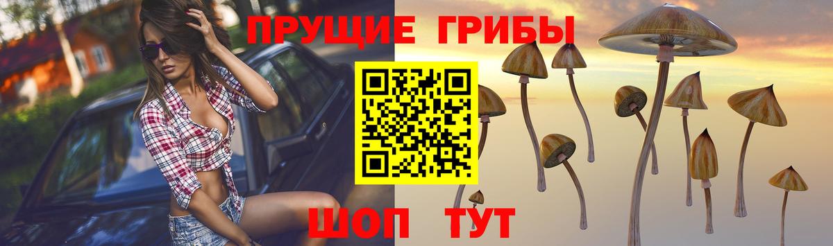 Кузнецк  Псилоцибиновые грибы прущие грибы  Псилоцибиновые грибы прущие грибы  Вход с VPN 